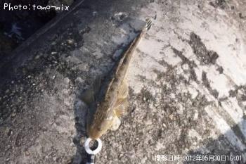 マゴチ
