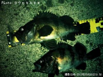 メバル