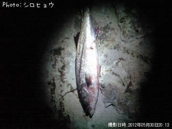 シーバス