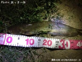 ナマズ