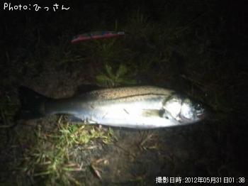 シーバス