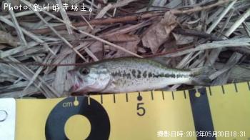 ブラックバス