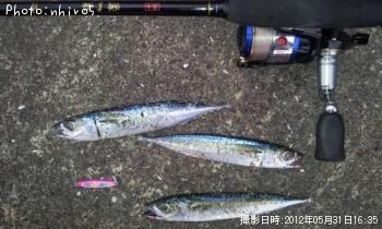 サバ
