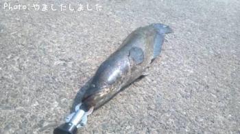 雷魚