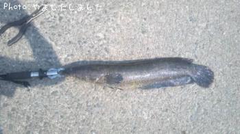 雷魚
