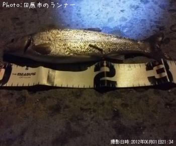 ウグイ？