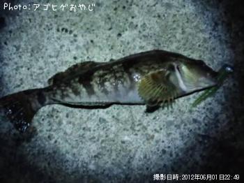 アイナメ