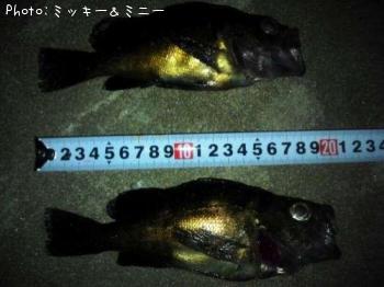 メバル