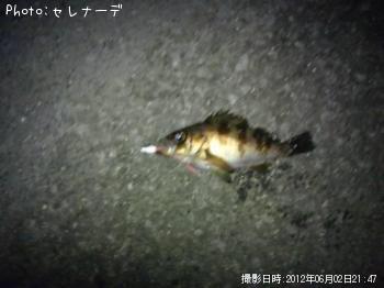 メバル