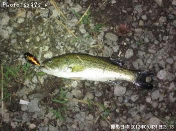 ブラックバス