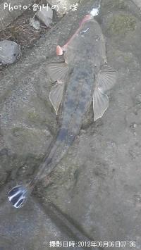 ޥ