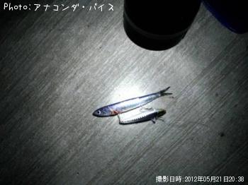 イワシ？
