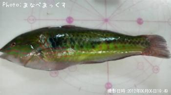 ベラ