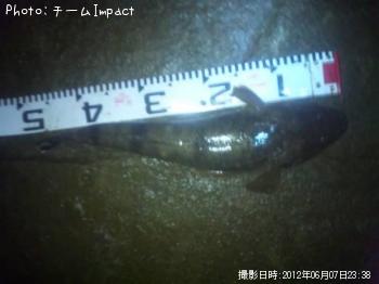 ޥ