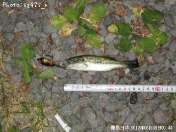 ブラックバス