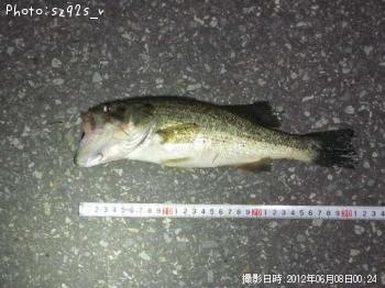 ブラックバス