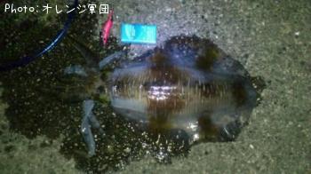 ꥤ