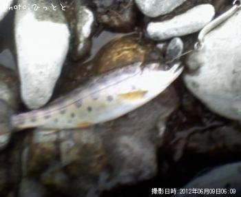 ヤマメ