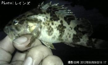 饽Υ