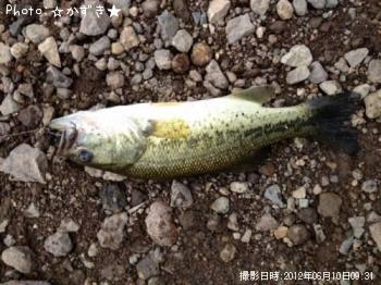 ブラックバス