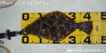 ヒラメ