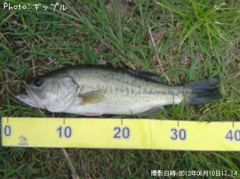 ブラックバス