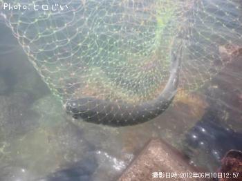 ボラ�