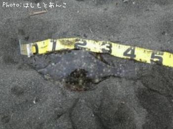 ヒラメ
