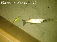 シーバス