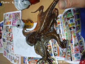 タコ