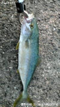 ツバス