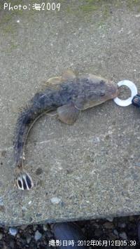 ޥ