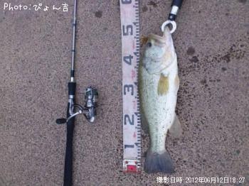 ブラックバス