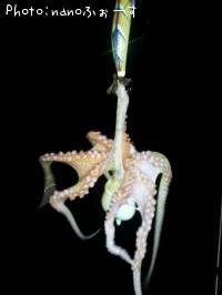 タコ