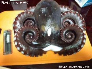 タコ