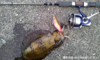 アオリイカ