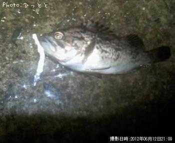 クロソイ
