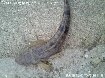 マゴチ