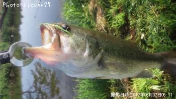 ブラックバス