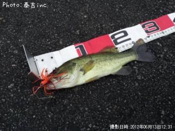 ブラックバス