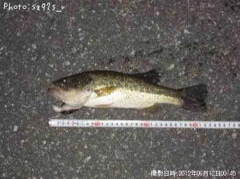 ブラックバス