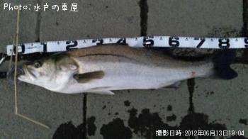 シーバス