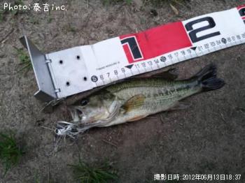 ブラックバス