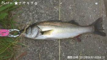シーバス