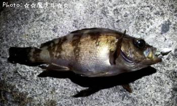 メバル