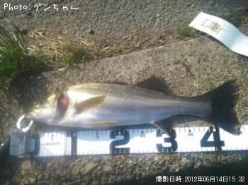 セイゴ