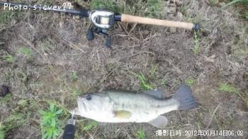 ブラックバス