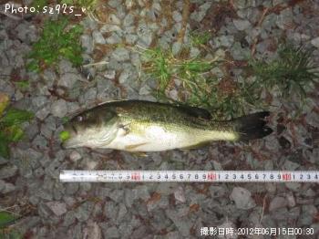 ブラックバス