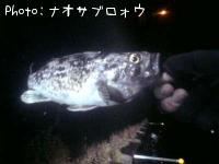 ソイ