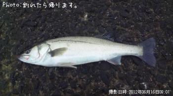 シーバス